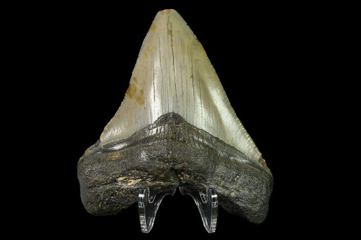 3.02" Fossil Megalodon Tooth - North Carolina